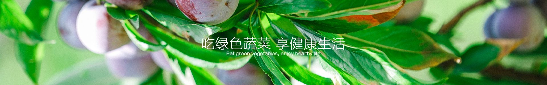 荣誉资质